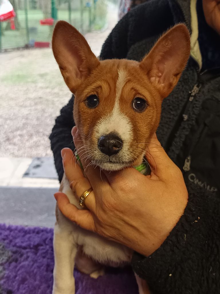 Of swala pala - Chiot disponible  - Basenji