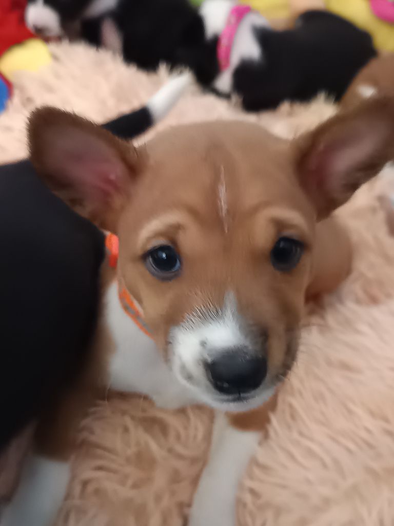 Of swala pala - Chiot disponible  - Basenji