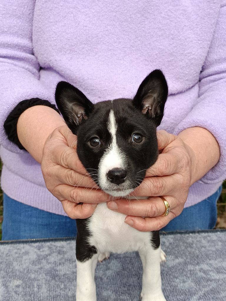 Of swala pala - Chiot disponible  - Basenji