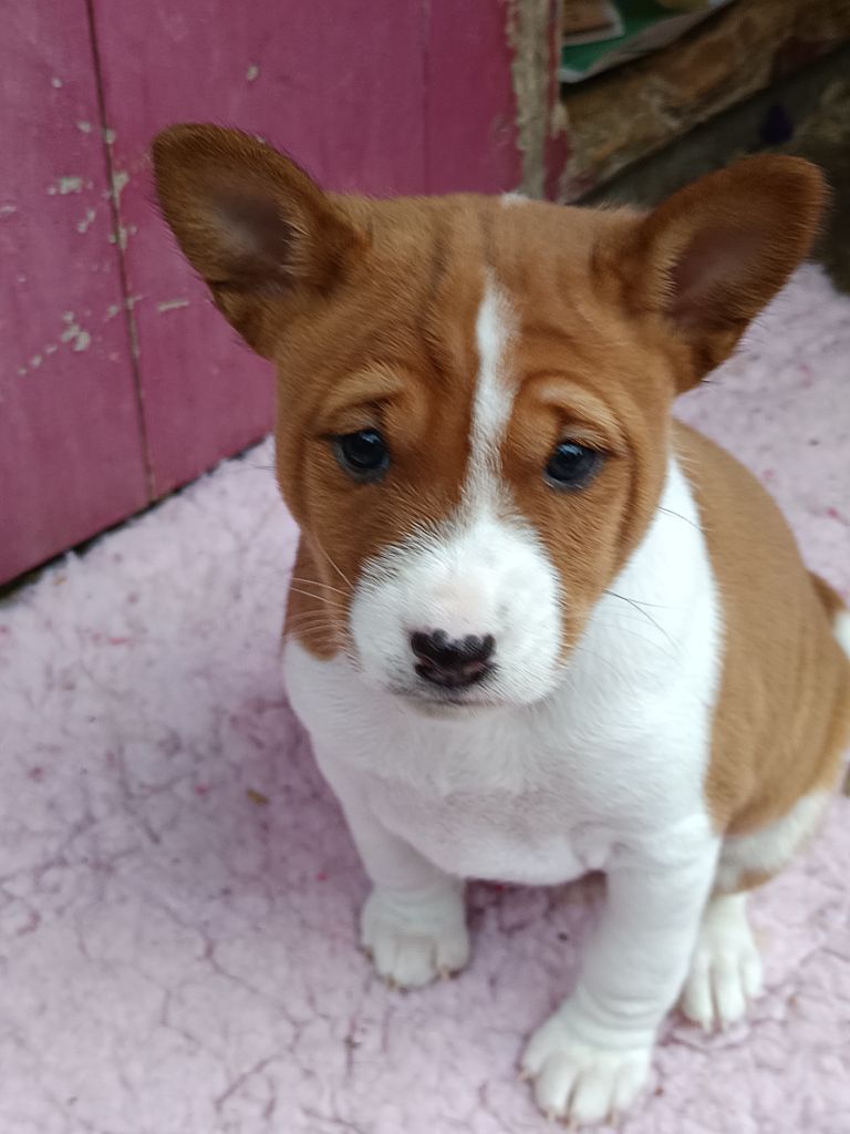 Of swala pala - Chiot disponible  - Basenji