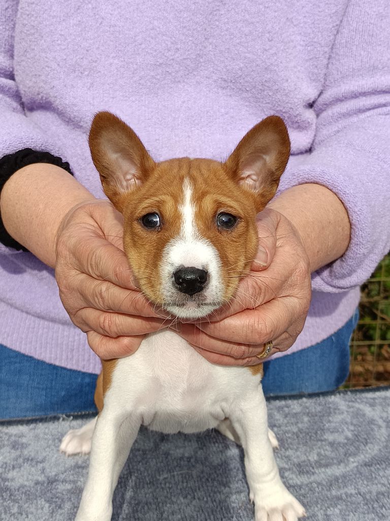 Of swala pala - Chiot disponible  - Basenji