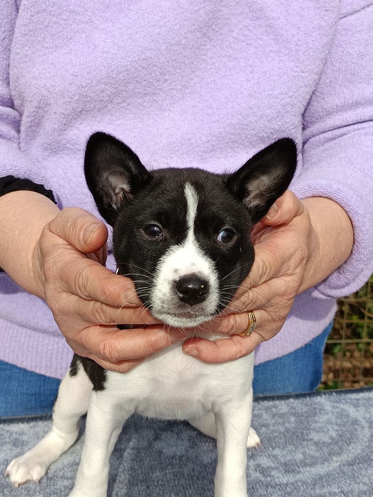 Of swala pala - Chiot disponible  - Basenji