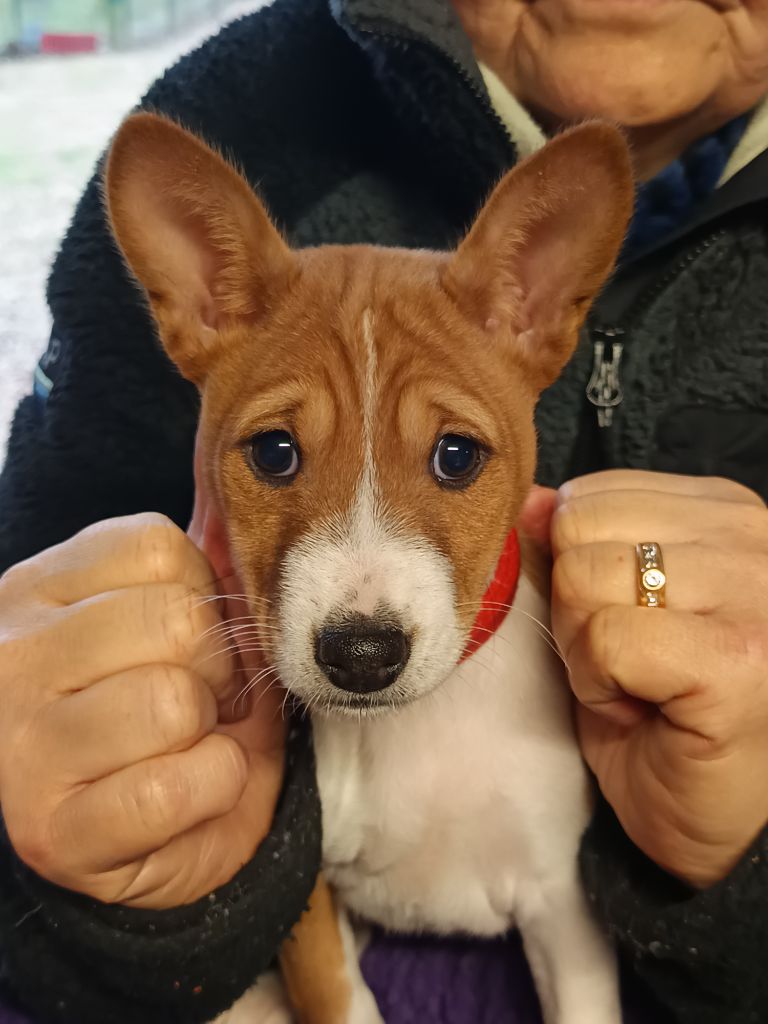 Of swala pala - Chiot disponible  - Basenji