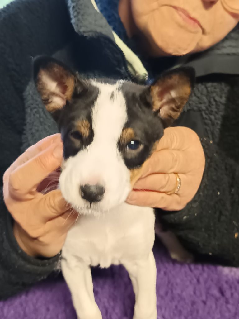 Of swala pala - Chiot disponible  - Basenji