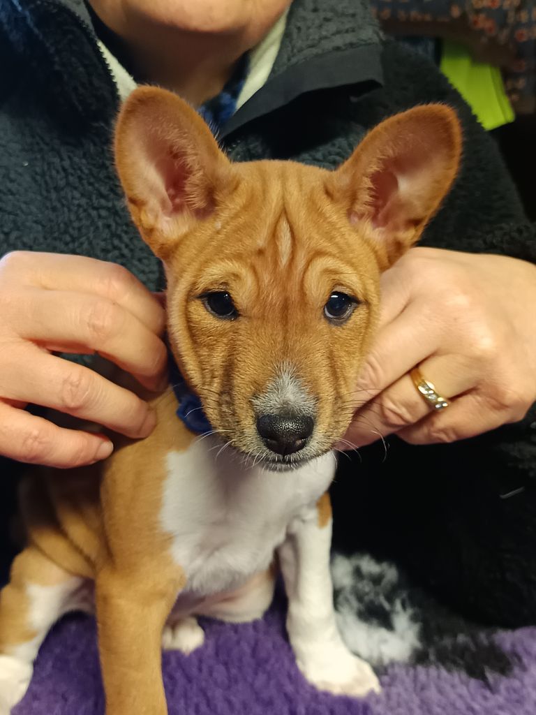 Of swala pala - Chiot disponible  - Basenji