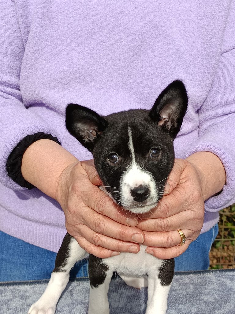 Of swala pala - Chiot disponible  - Basenji