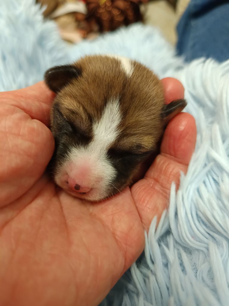 Of swala pala - Chiot disponible  - Basenji