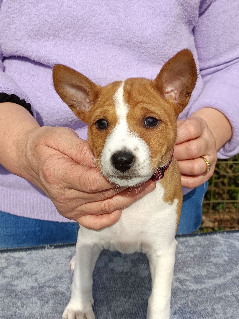 Of swala pala - Chiot disponible  - Basenji