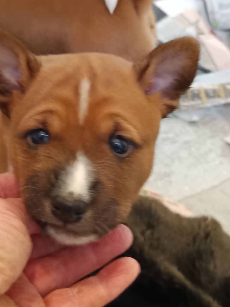 Of swala pala - Chiot disponible  - Basenji