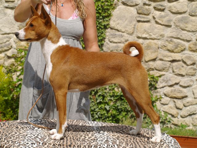 Duchesse Of swala pala