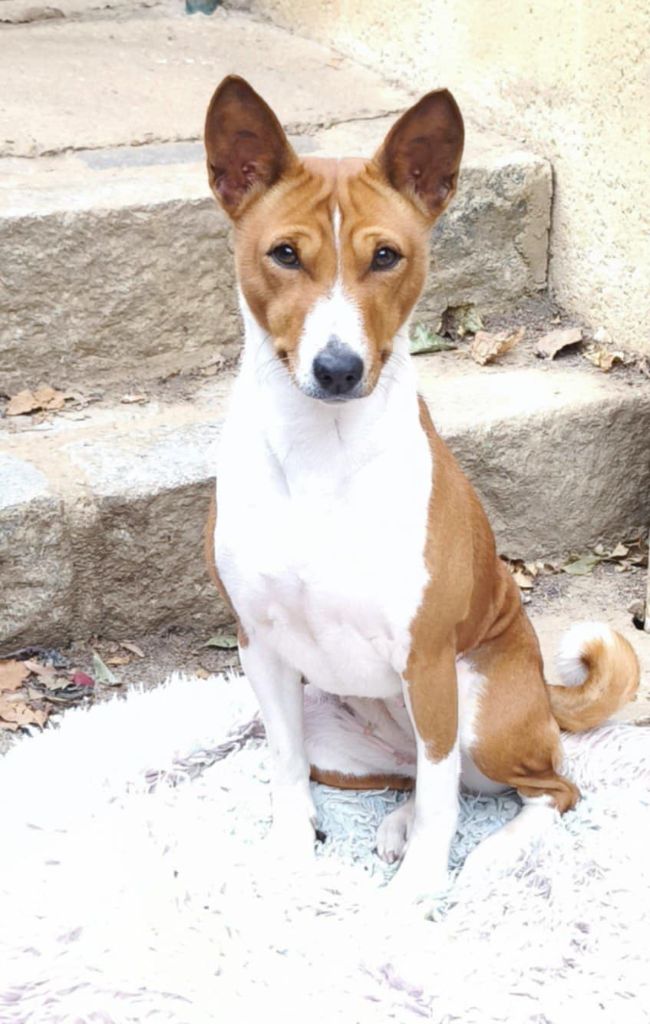 Tchin tchin Of swala pala