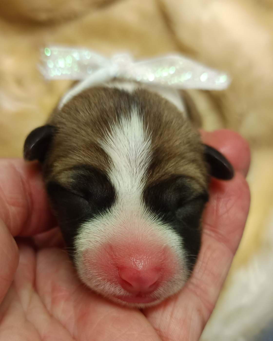 Of swala pala - Chiots disponibles - Basenji