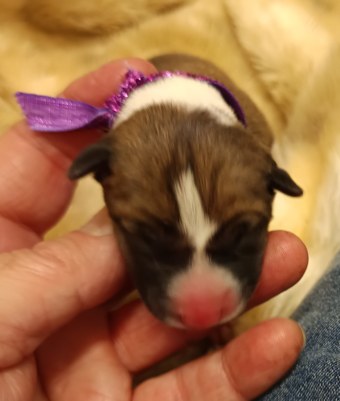 Of swala pala - Chiots disponibles - Basenji