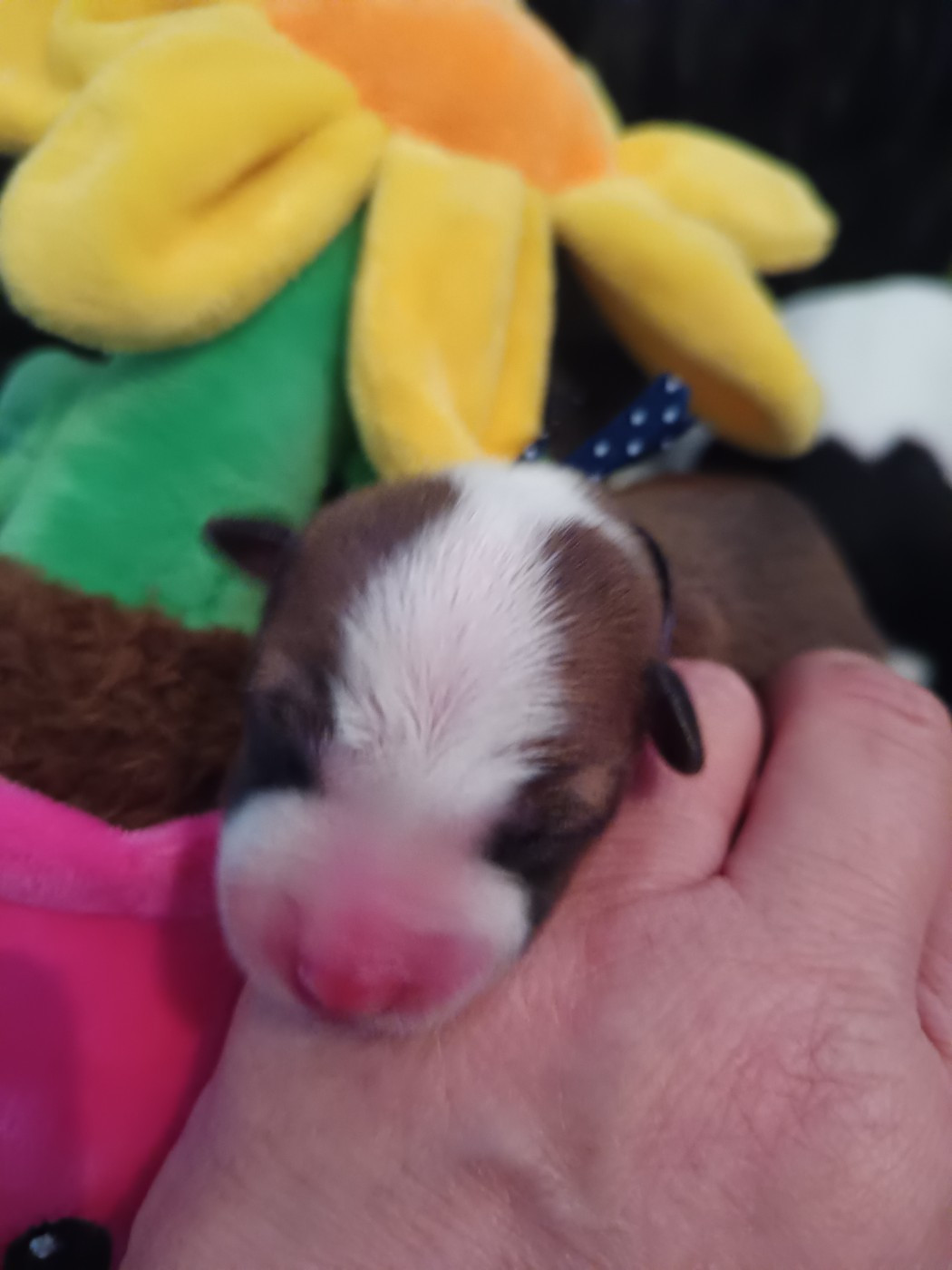 Of swala pala - Chiots disponibles - Basenji