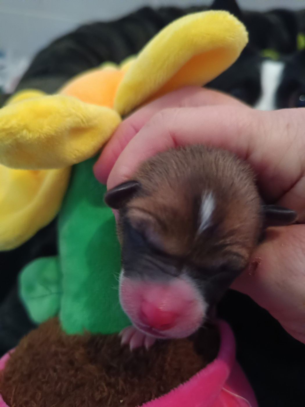 Of swala pala - Chiots disponibles - Basenji