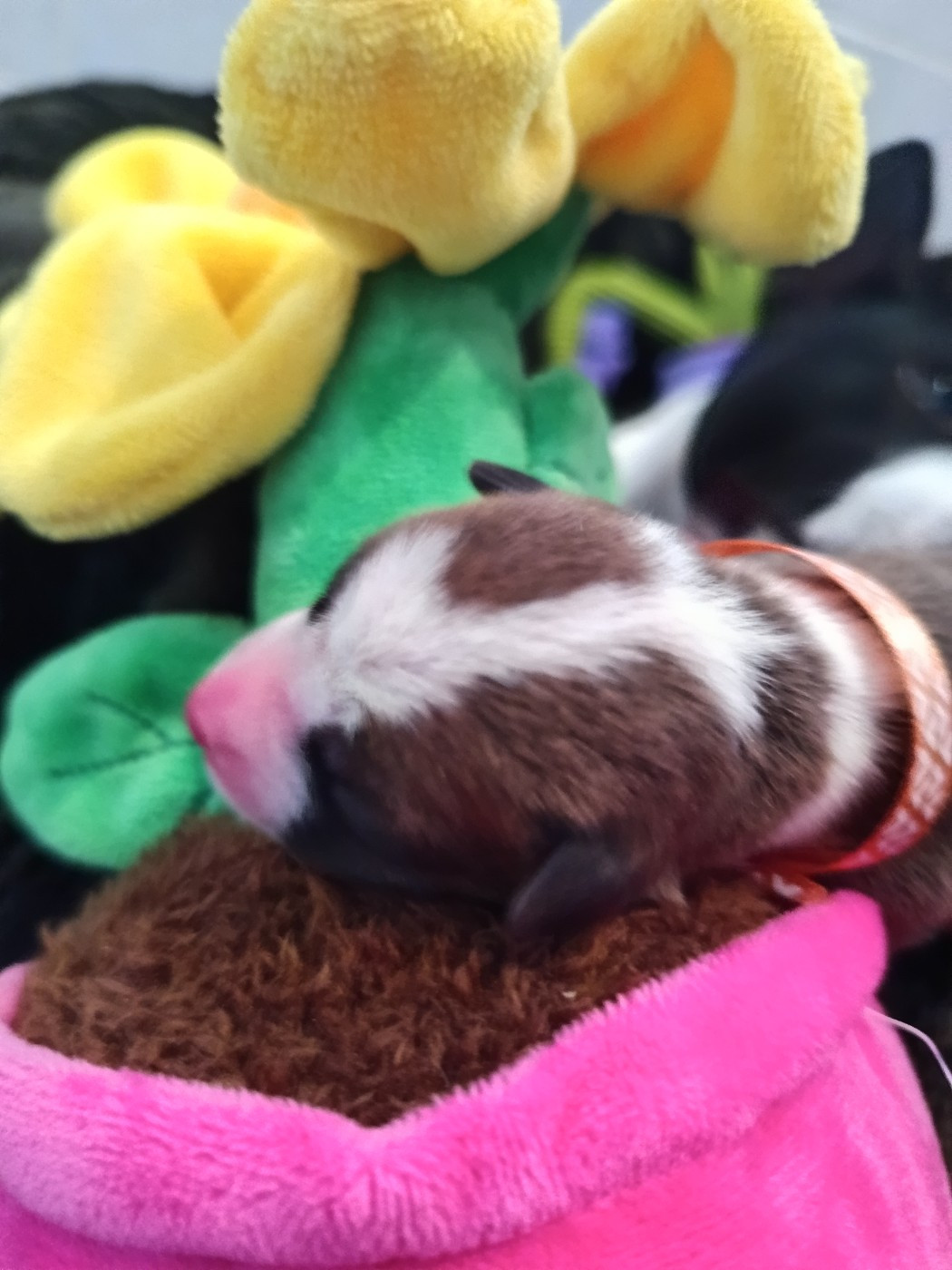 Of swala pala - Chiots disponibles - Basenji