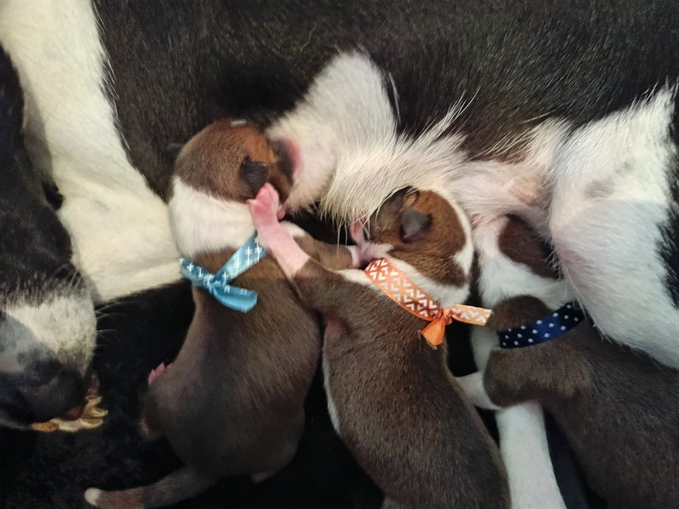 Chiot Basenji Of swala pala