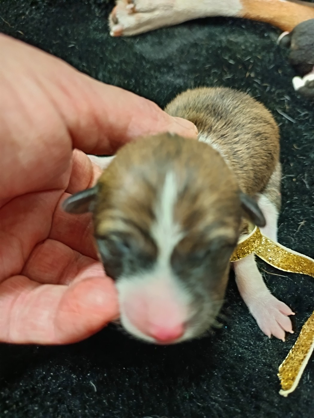 Of swala pala - Basenji - Portée née le 23/12/2025