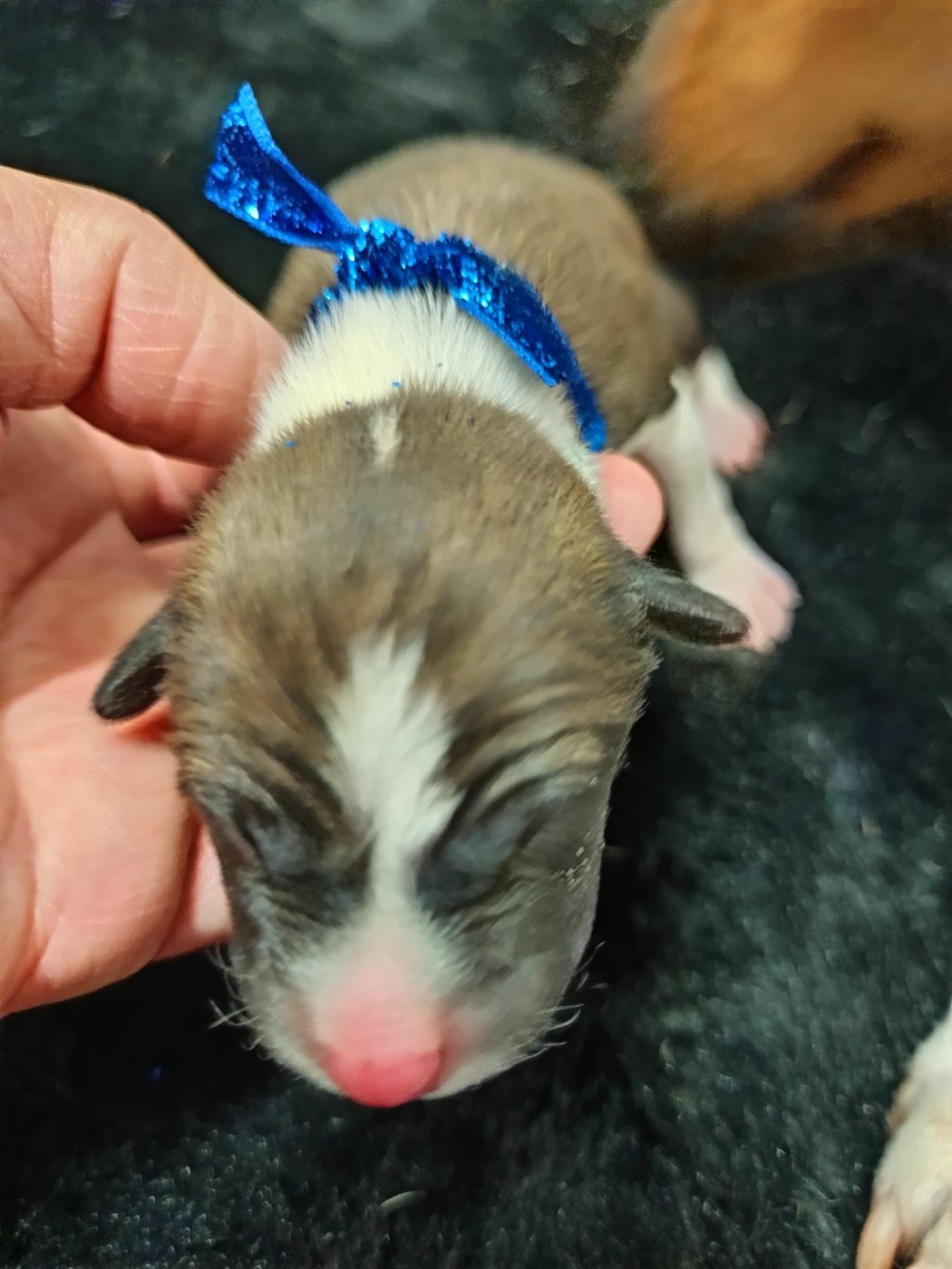 Of swala pala - Chiots disponibles - Basenji