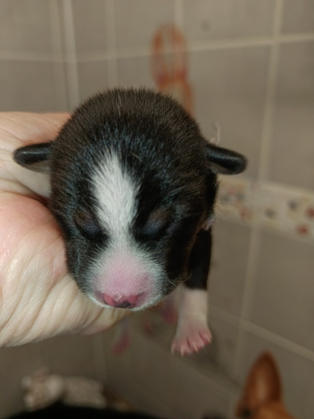 Of swala pala - Chiots disponibles - Basenji