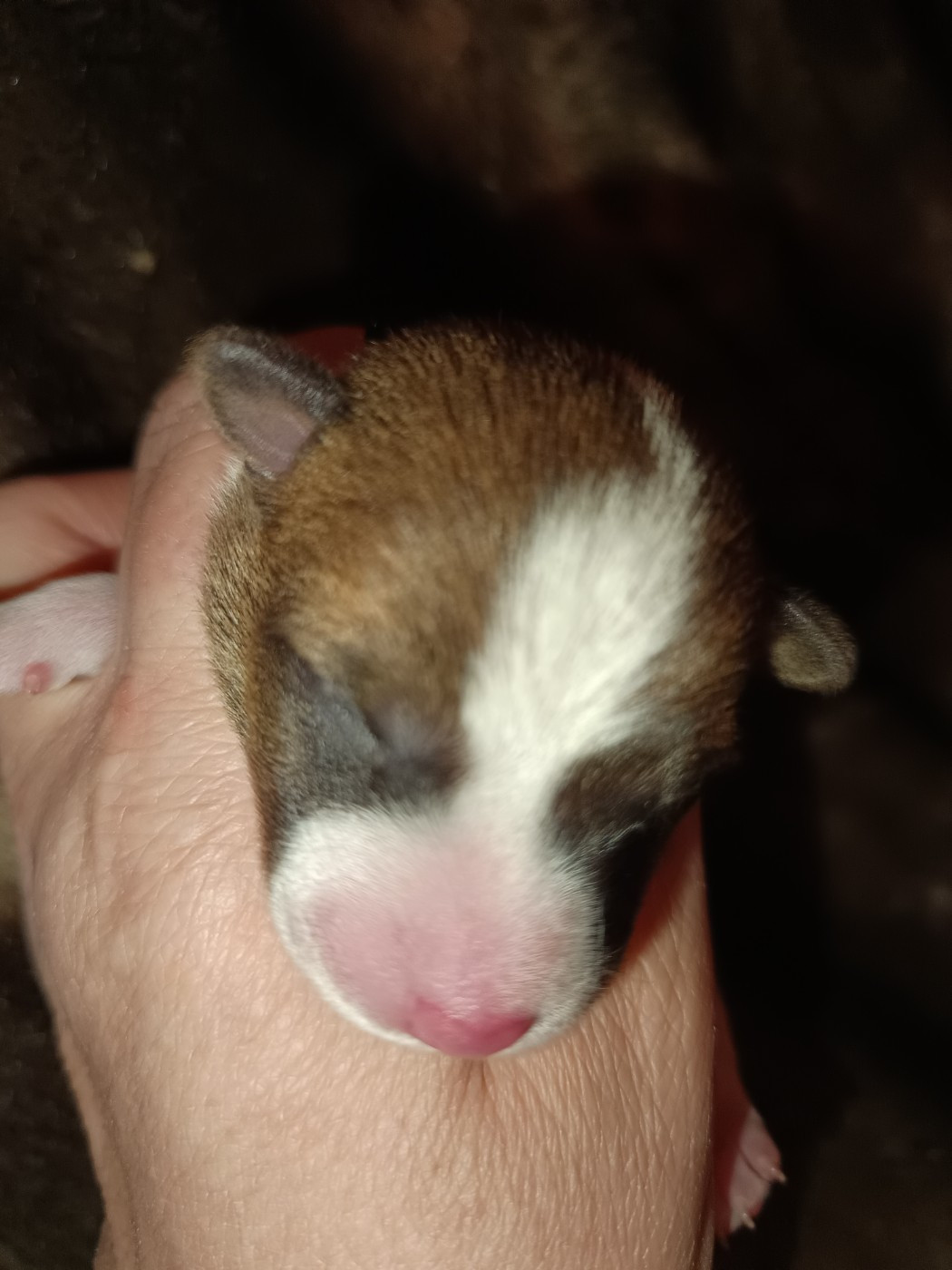 Of swala pala - Chiots disponibles - Basenji