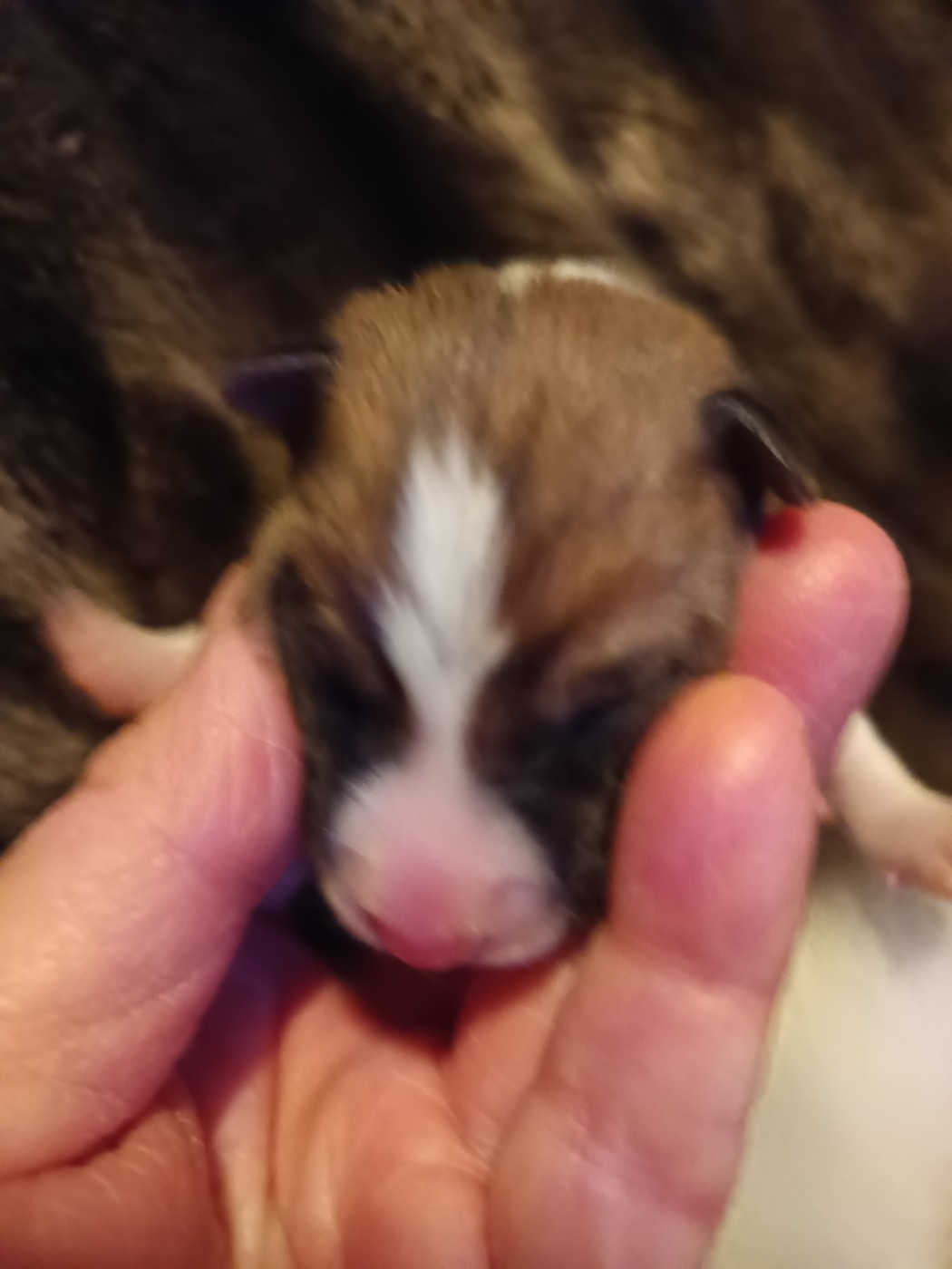 Of swala pala - Chiots disponibles - Basenji