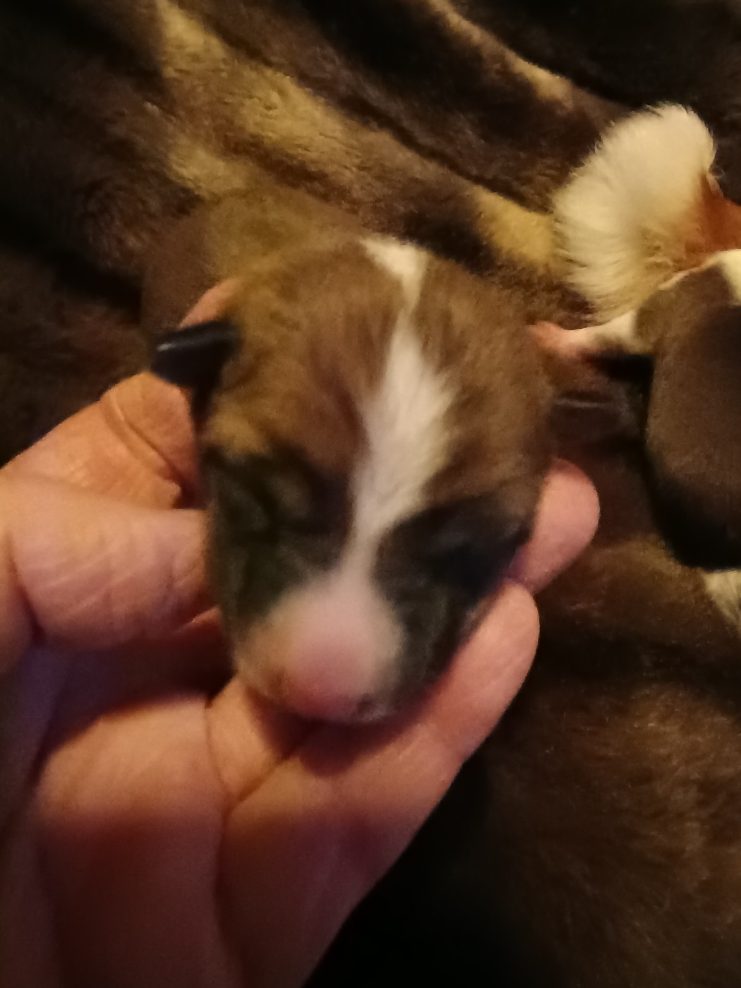 Of swala pala - Chiots disponibles - Basenji