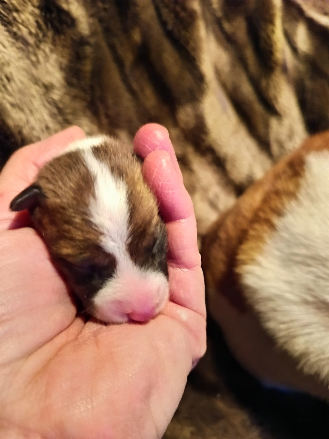 Of swala pala - Chiots disponibles - Basenji