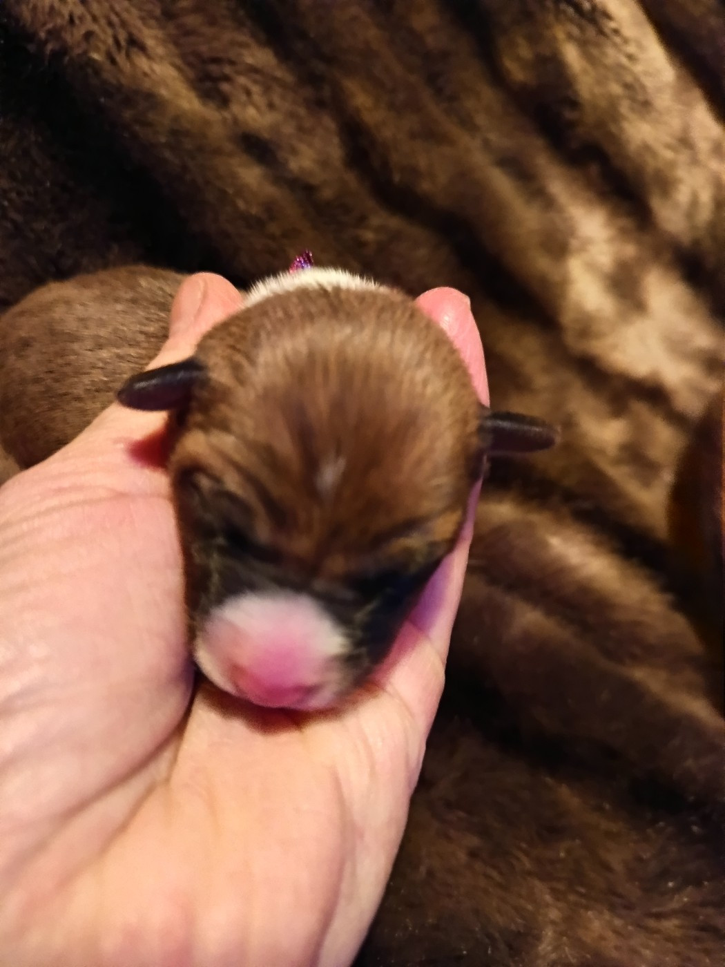 Of swala pala - Chiots disponibles - Basenji