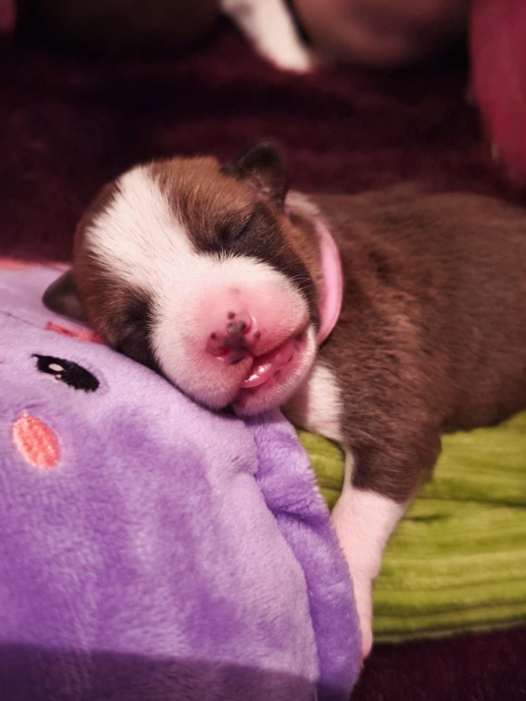 Of swala pala - Chiots disponibles - Basenji