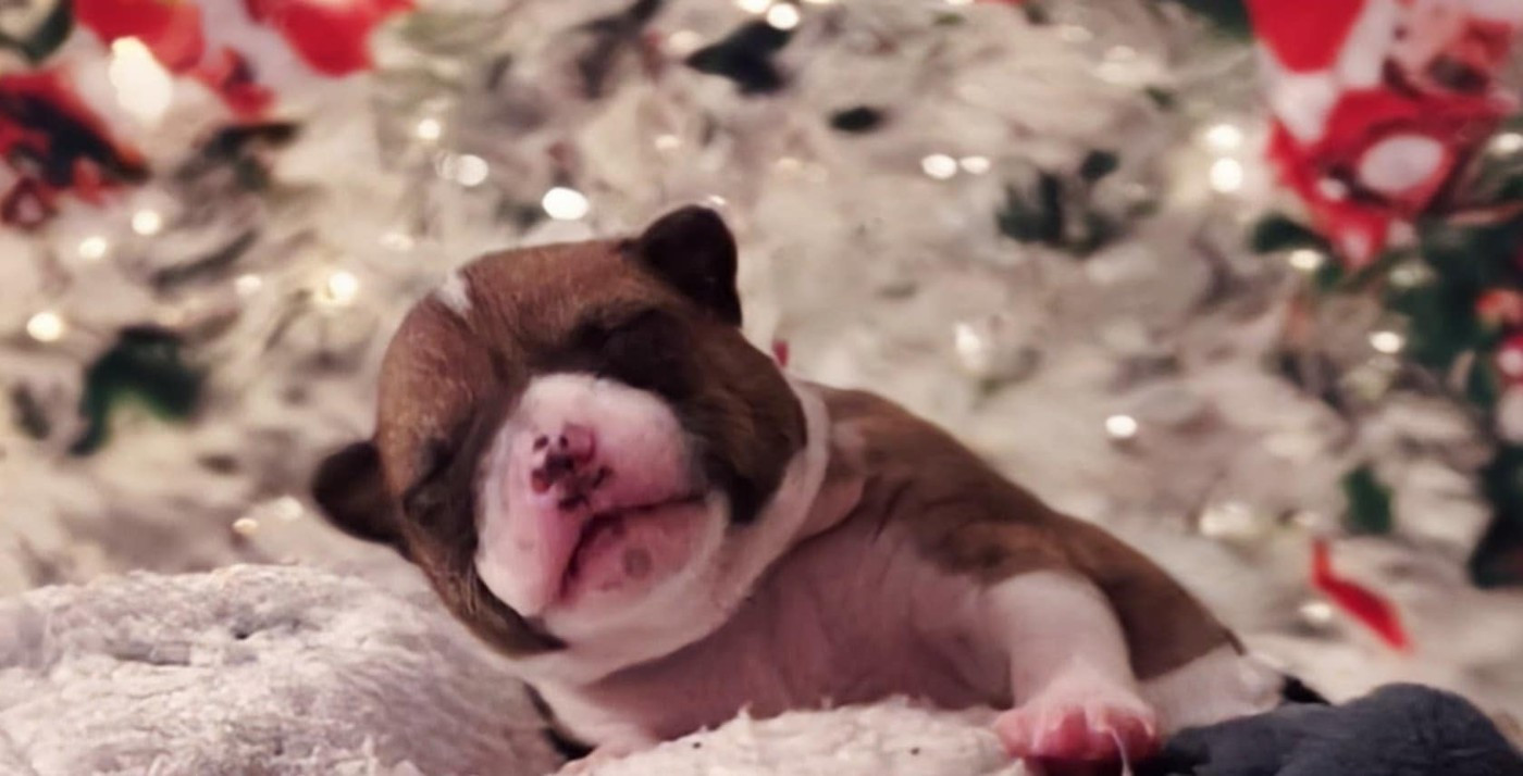 Of swala pala - Chiots disponibles - Basenji