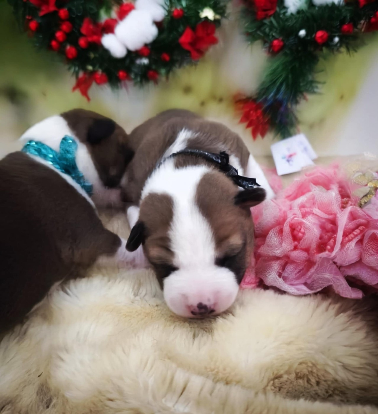 Of swala pala - Chiots disponibles - Basenji