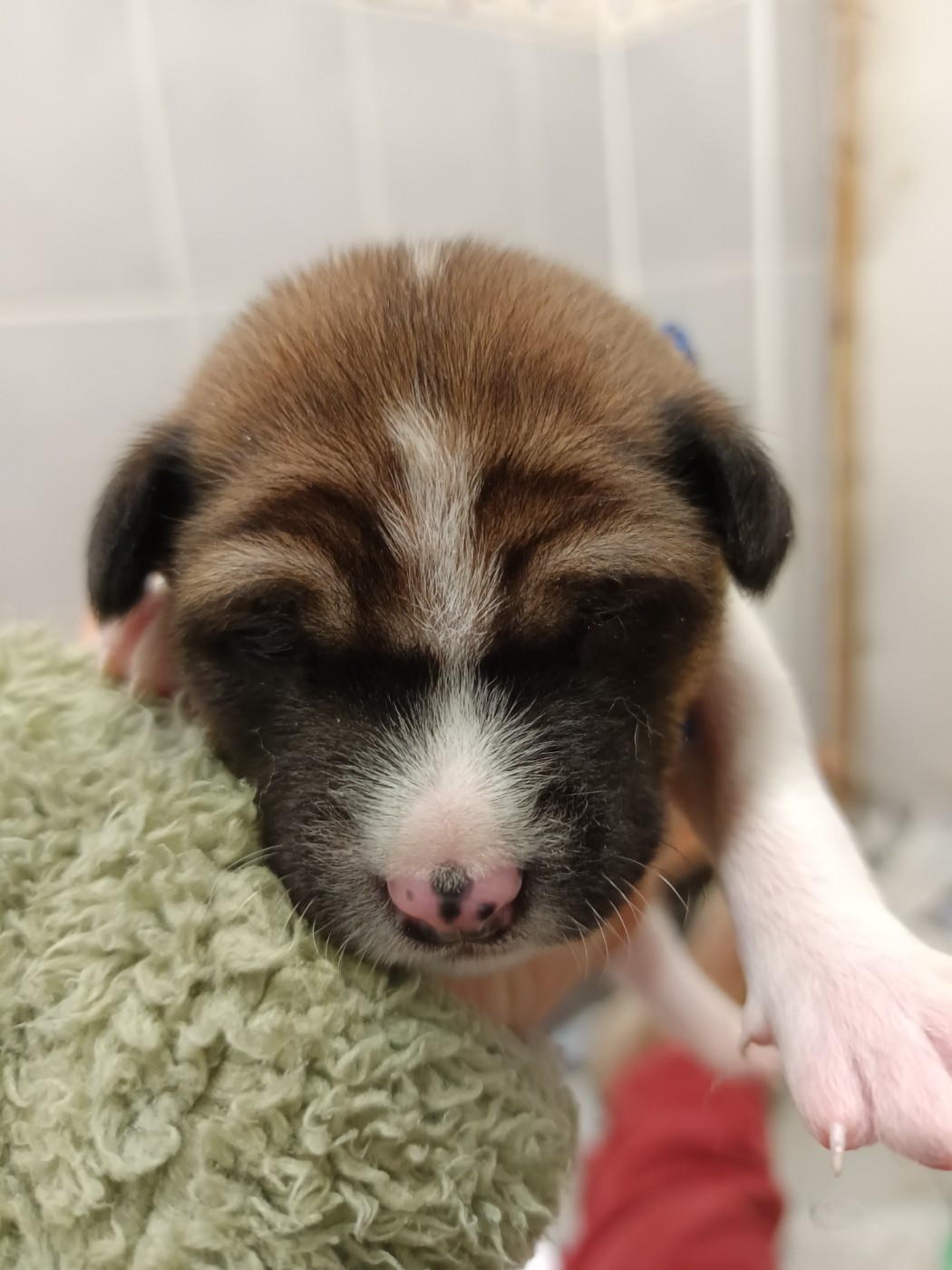 Of swala pala - Chiots disponibles - Basenji