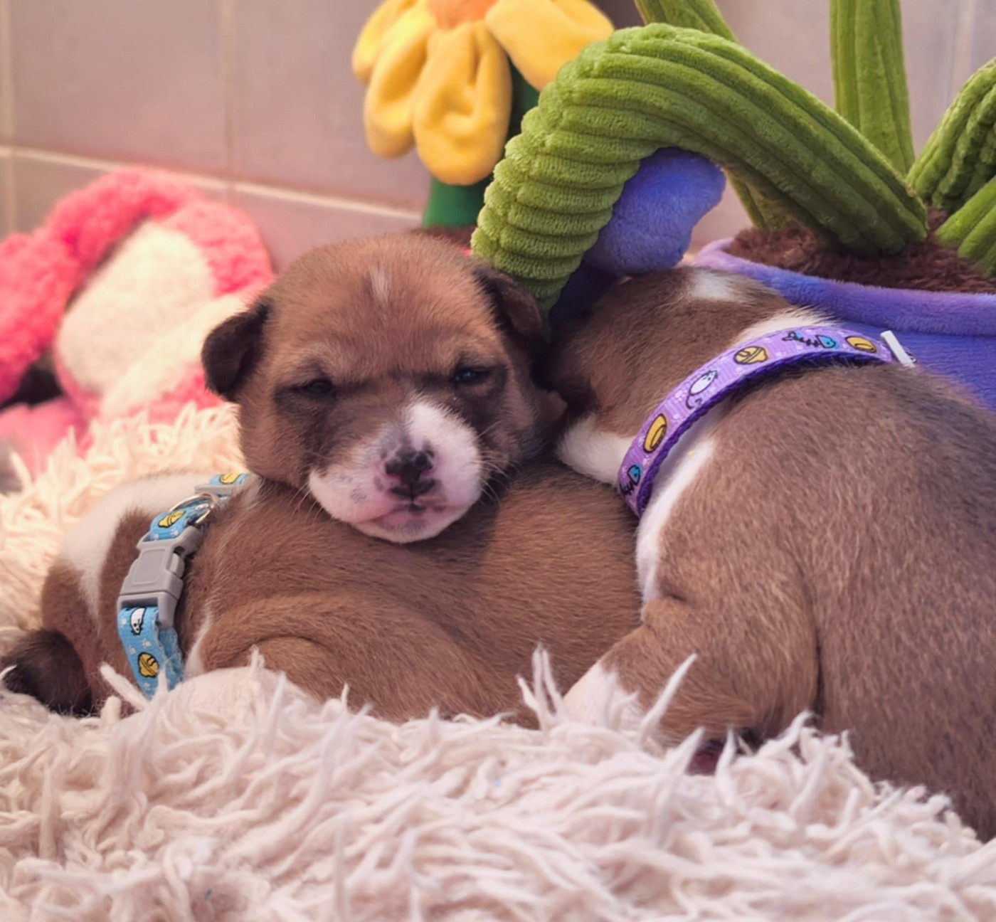 Of swala pala - Chiots disponibles - Basenji