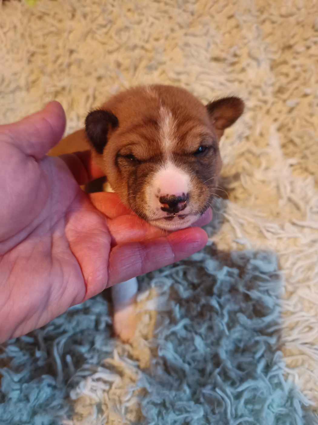 Of swala pala - Chiots disponibles - Basenji