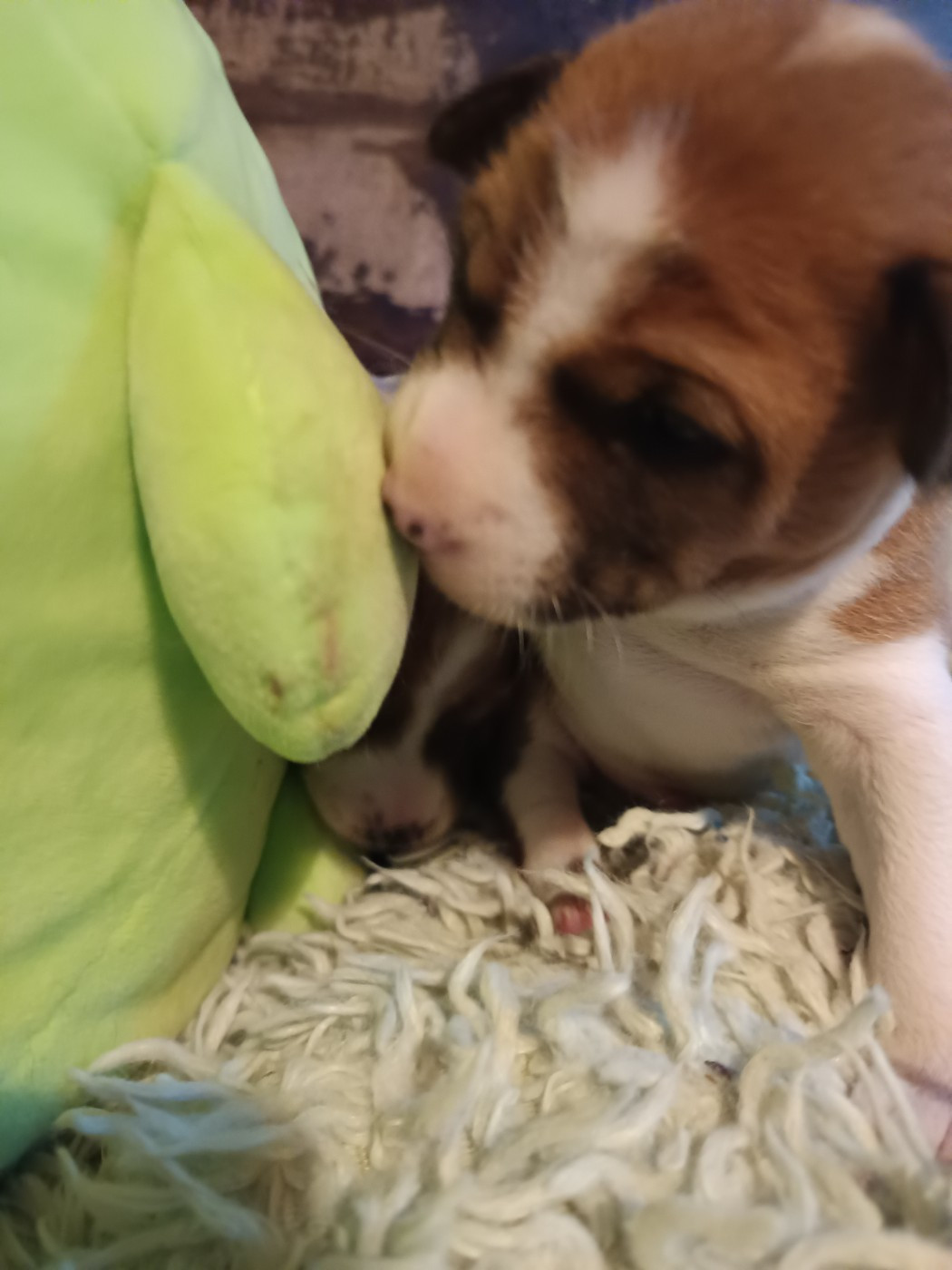 Of swala pala - Chiots disponibles - Basenji