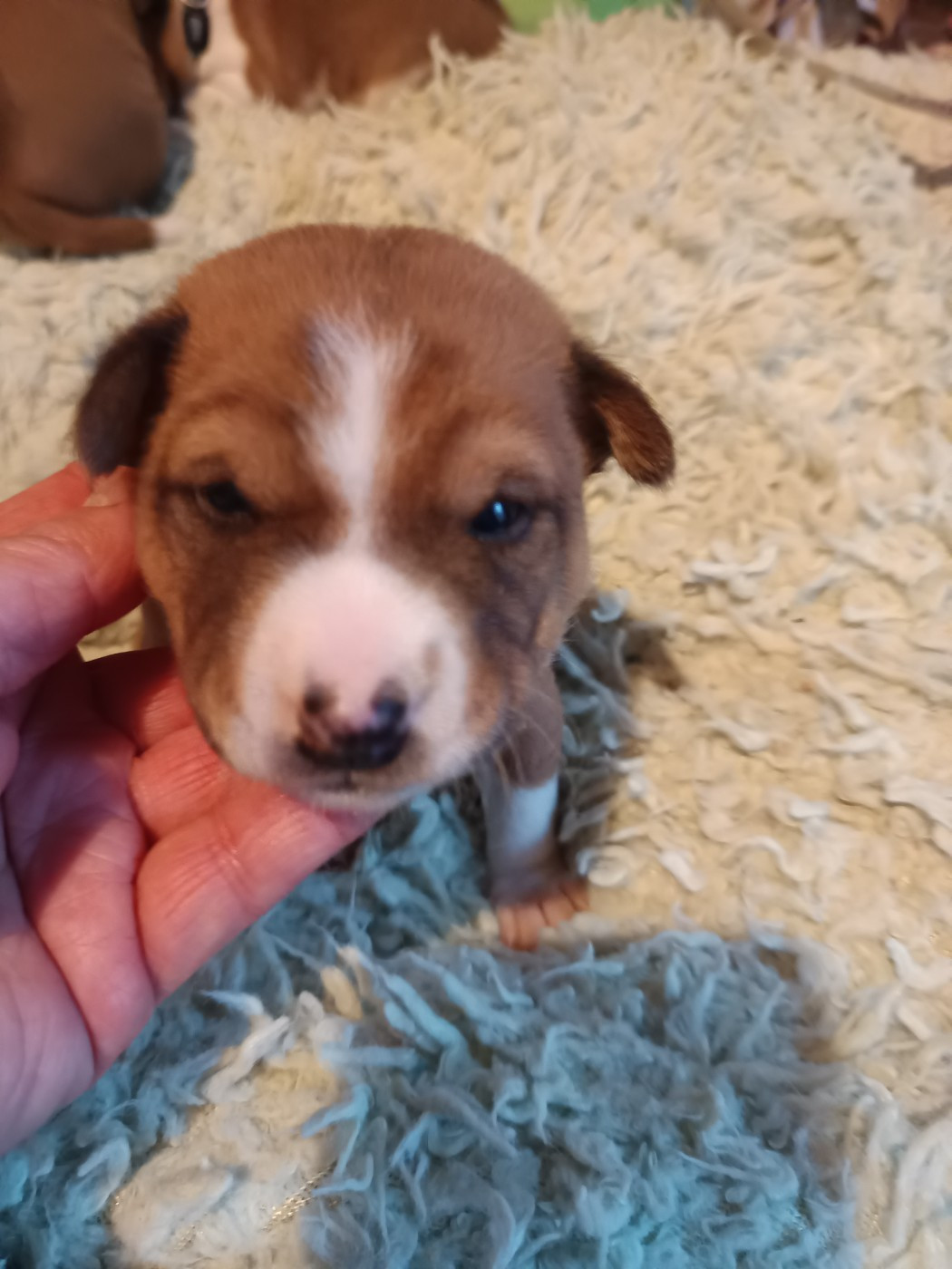 Of swala pala - Chiots disponibles - Basenji