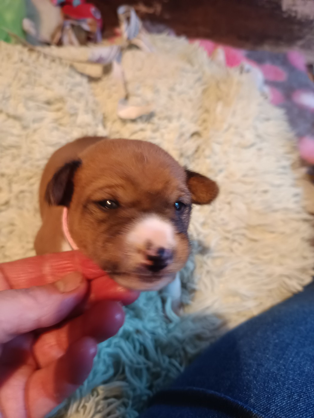 Of swala pala - Chiots disponibles - Basenji