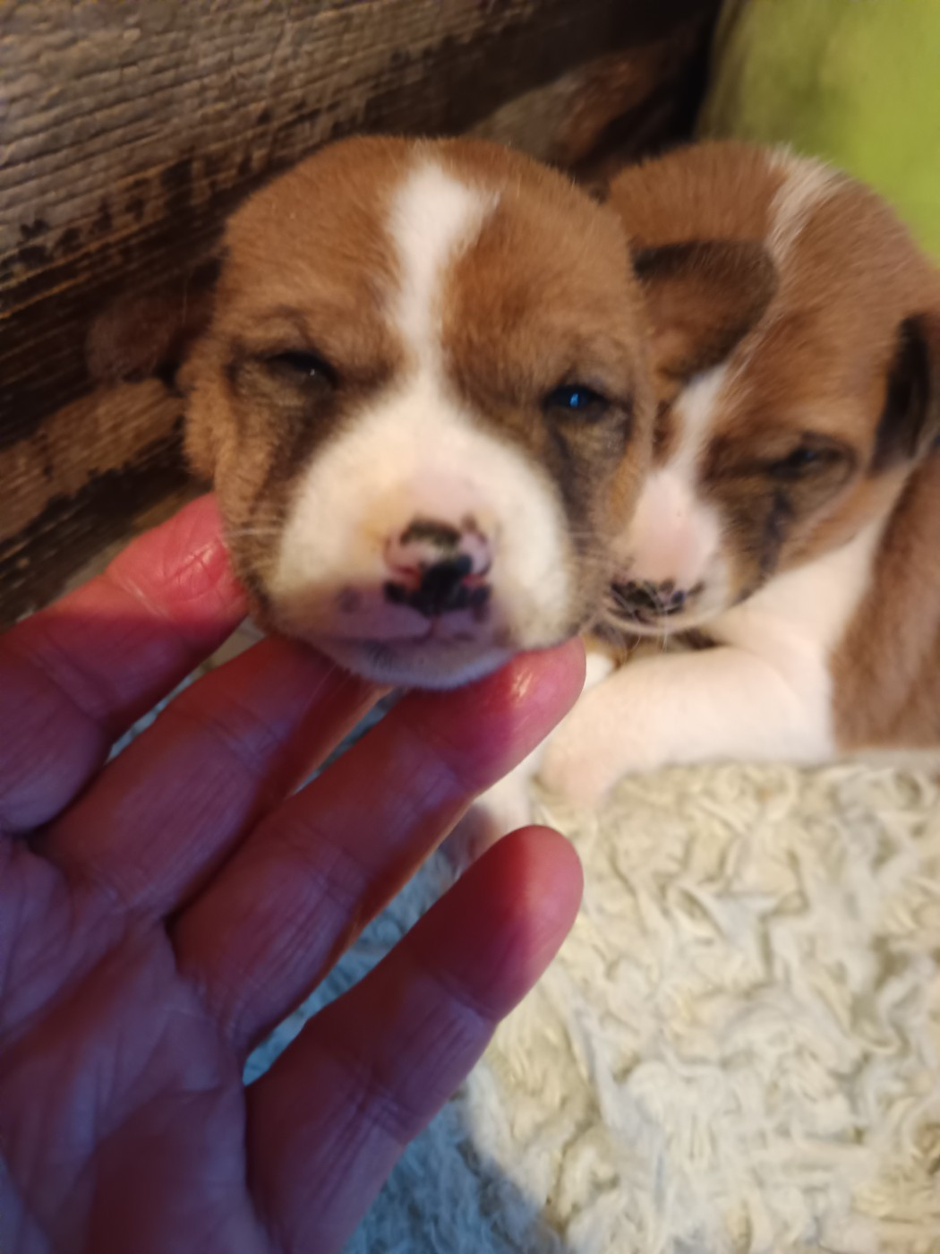 Of swala pala - Chiots disponibles - Basenji