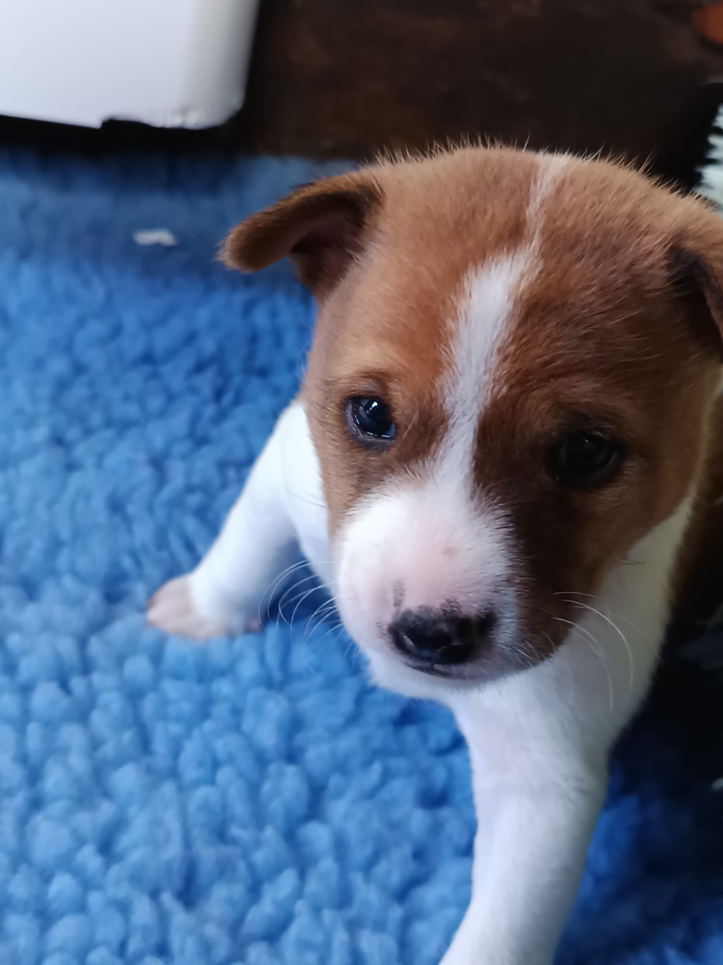 Of swala pala - Chiots disponibles - Basenji