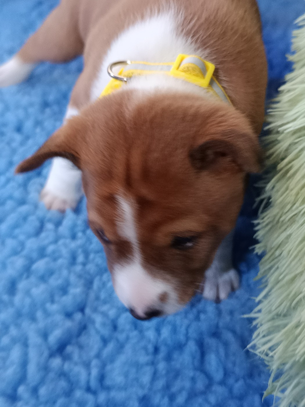 Of swala pala - Chiots disponibles - Basenji