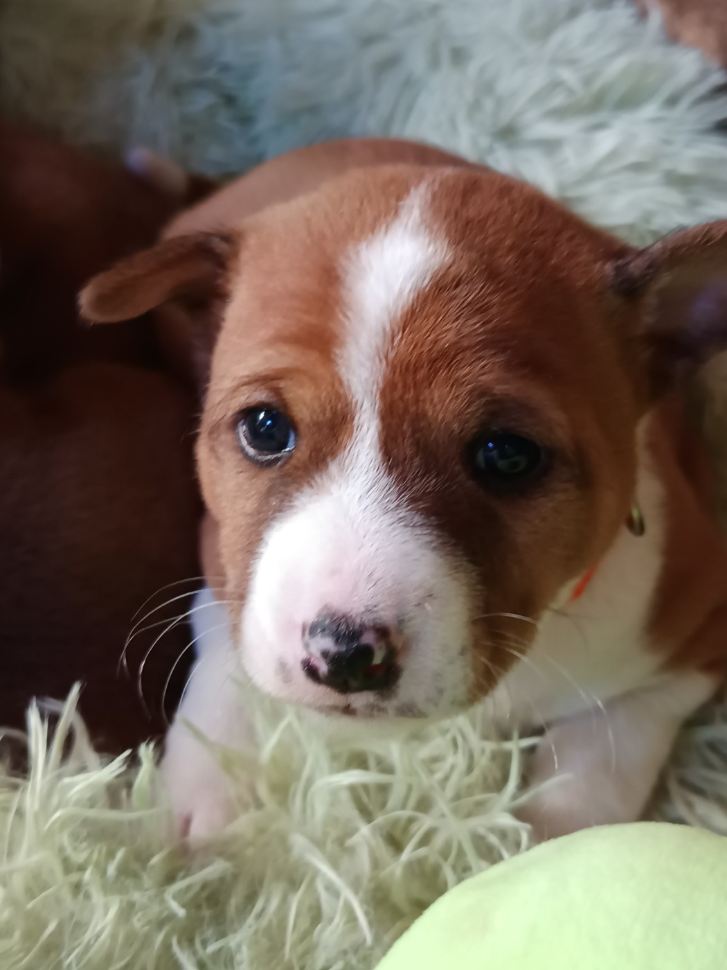 Of swala pala - Chiots disponibles - Basenji