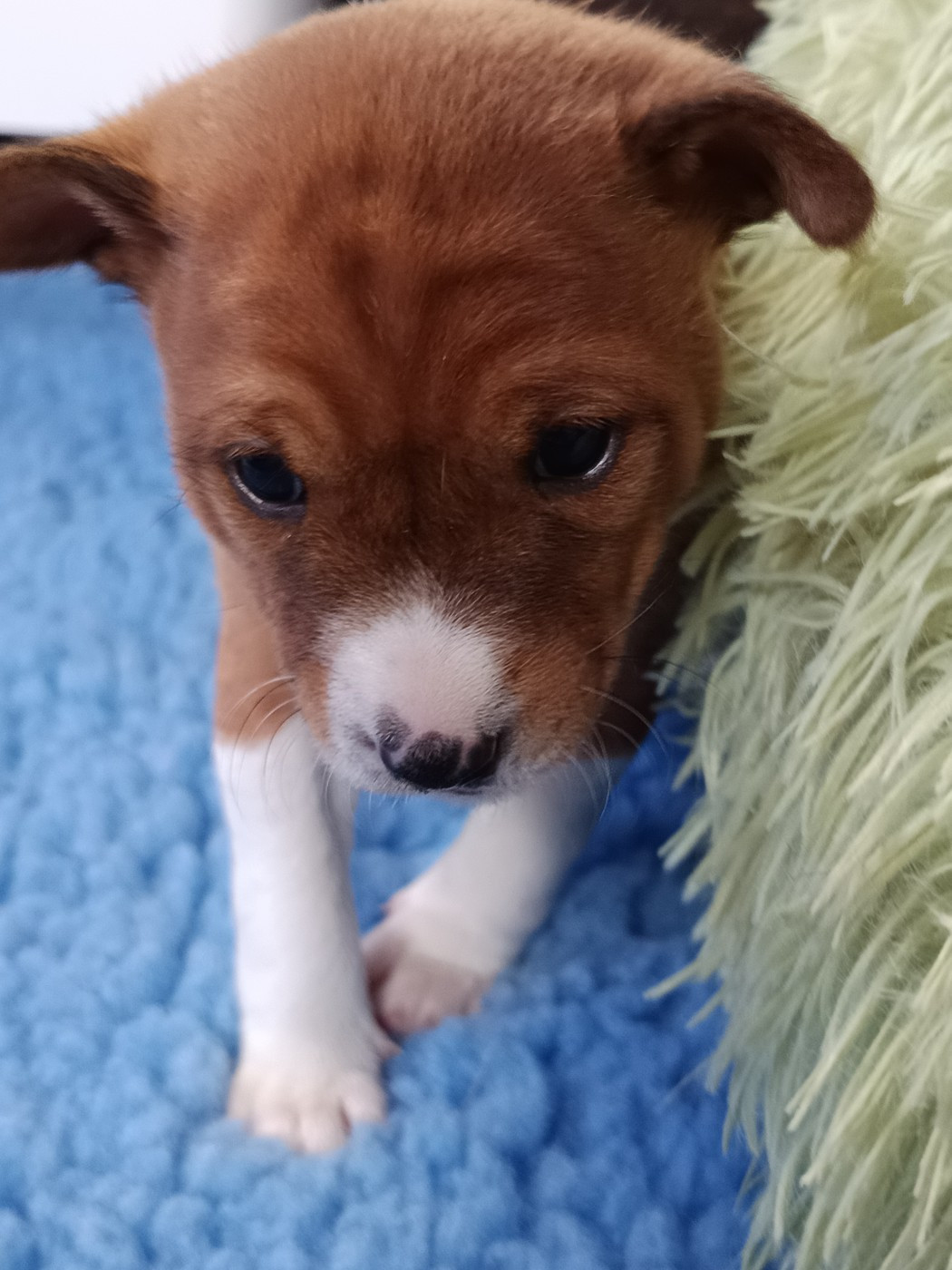 Of swala pala - Chiots disponibles - Basenji