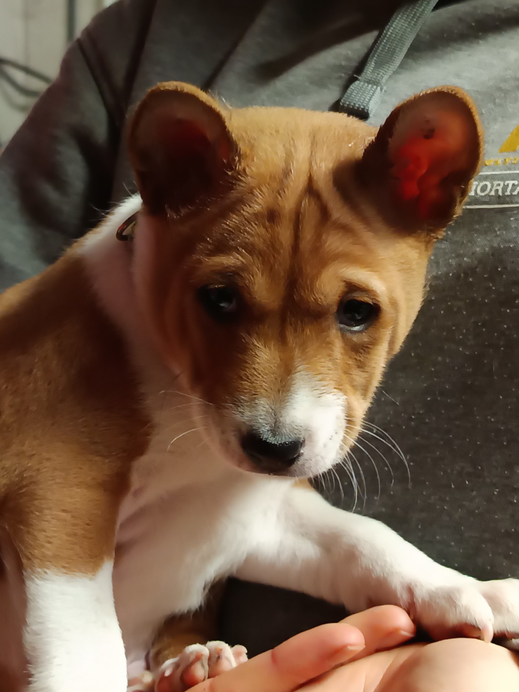 Of swala pala - Chiots disponibles - Basenji