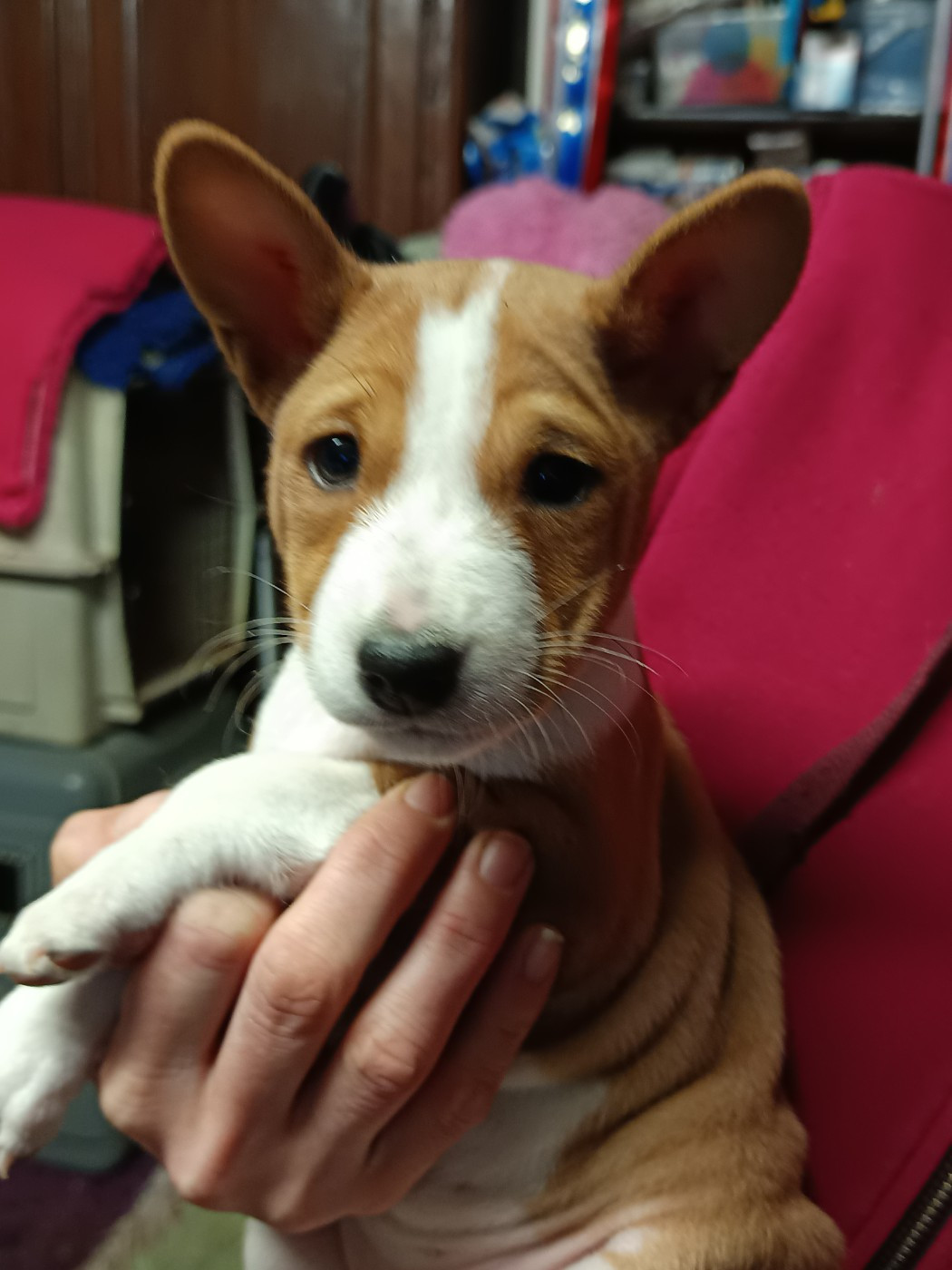Of swala pala - Chiots disponibles - Basenji