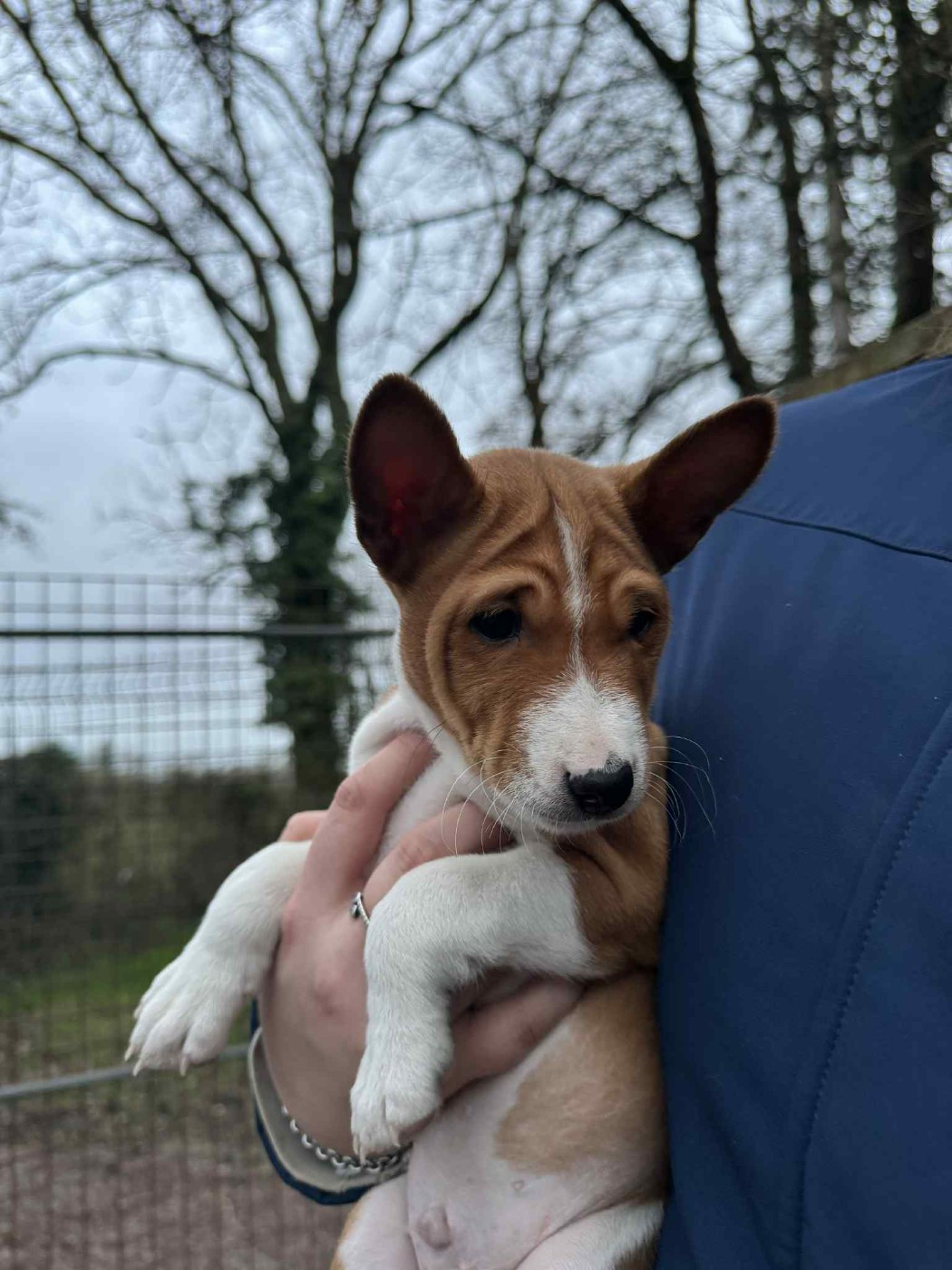 Of swala pala - Chiots disponibles - Basenji