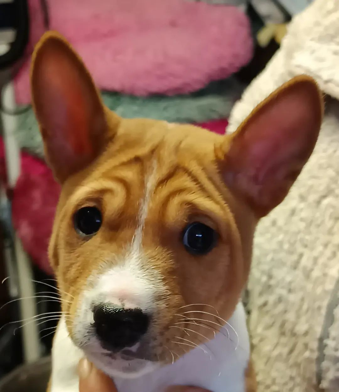 Of swala pala - Chiots disponibles - Basenji