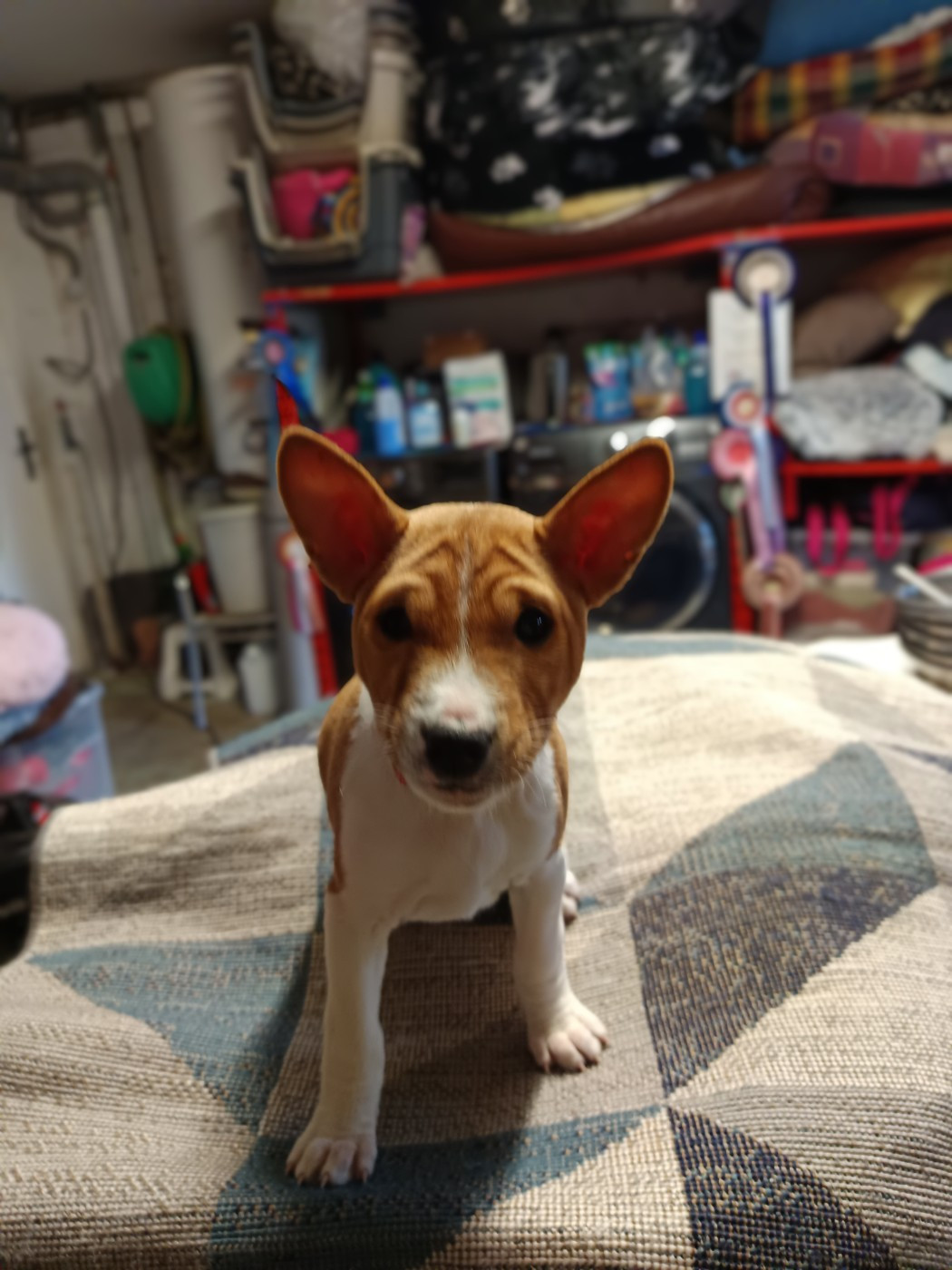Of swala pala - Chiots disponibles - Basenji