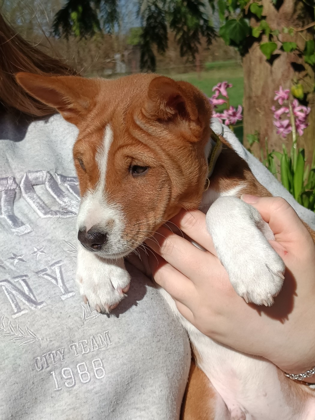 Of swala pala - Chiots disponibles - Basenji