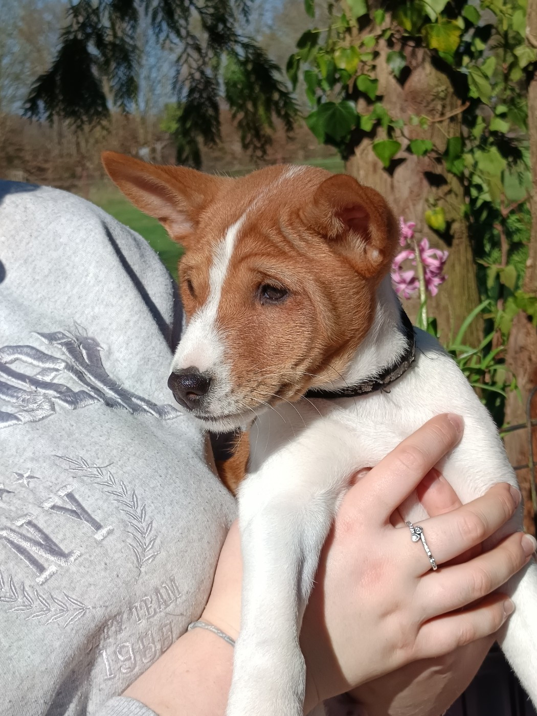 Of swala pala - Chiots disponibles - Basenji